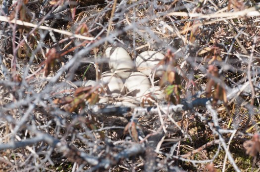 Northern Pintail nest with eggs